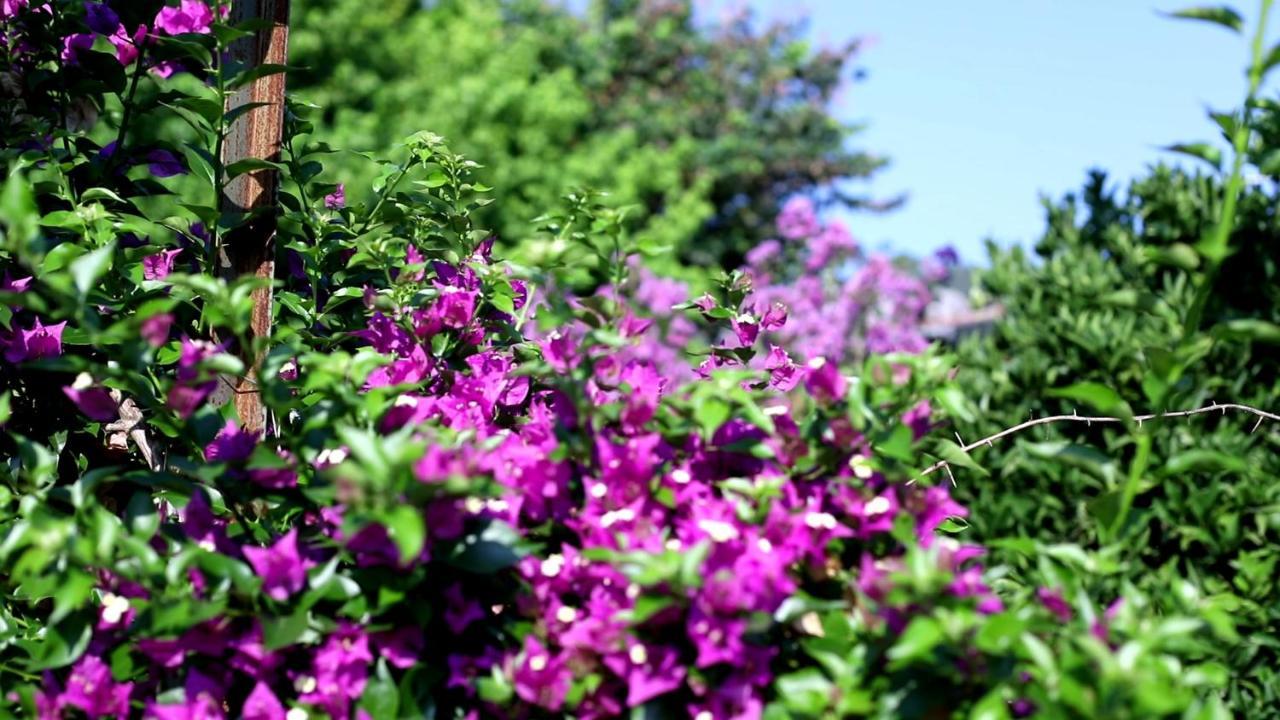 Apartamento Flora Pansiyon Cirali Kemer Exterior foto