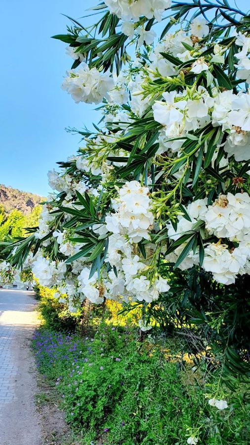 Apartamento Flora Pansiyon Cirali Kemer Exterior foto